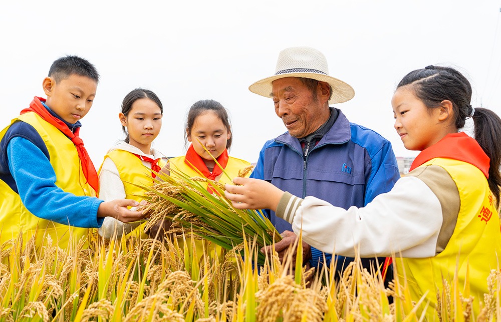 稻田里的勞動(dòng)實(shí)踐課