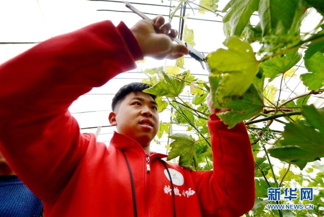（新華全媒頭條·愛國情 奮斗者·圖文互動）（1）把論文寫在祖國的大地上——中國農業(yè)大學46年扎根河北曲周服務鄉(xiāng)村振興紀實