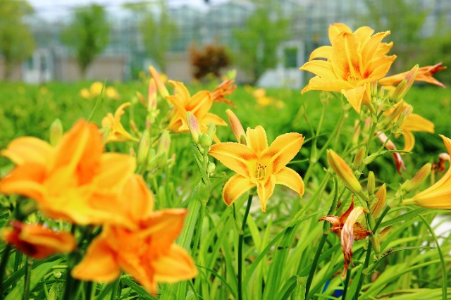 校地?cái)y手讓小小萱草花釋放大能量。學(xué)校供圖
