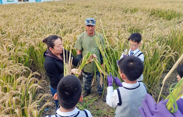 秋收時(shí)節(jié)，學(xué)生在老師指導(dǎo)下將水稻打捆   攝影  高望.jpg