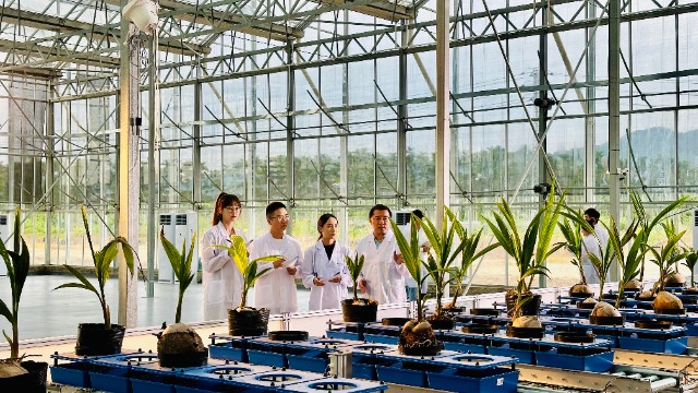 海南大學(xué)羅杰教授科研團(tuán)隊(duì)在熱帶農(nóng)業(yè)學(xué)科表型分析平臺研究椰子基因組學(xué)。（學(xué)校供圖）.jpg